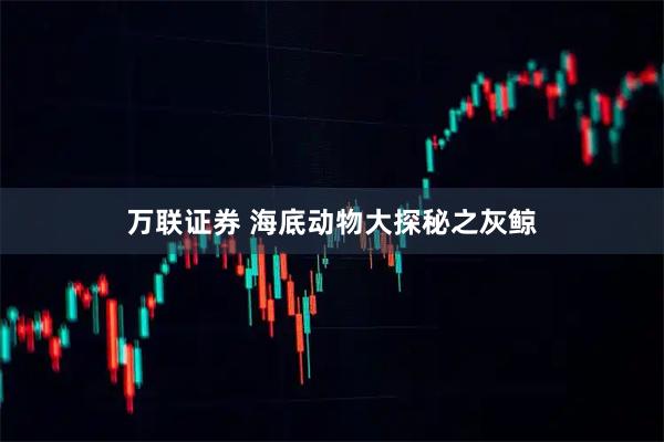 万联证券 海底动物大探秘之灰鲸